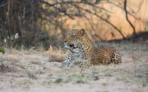 African Overland Tours South Luangwa