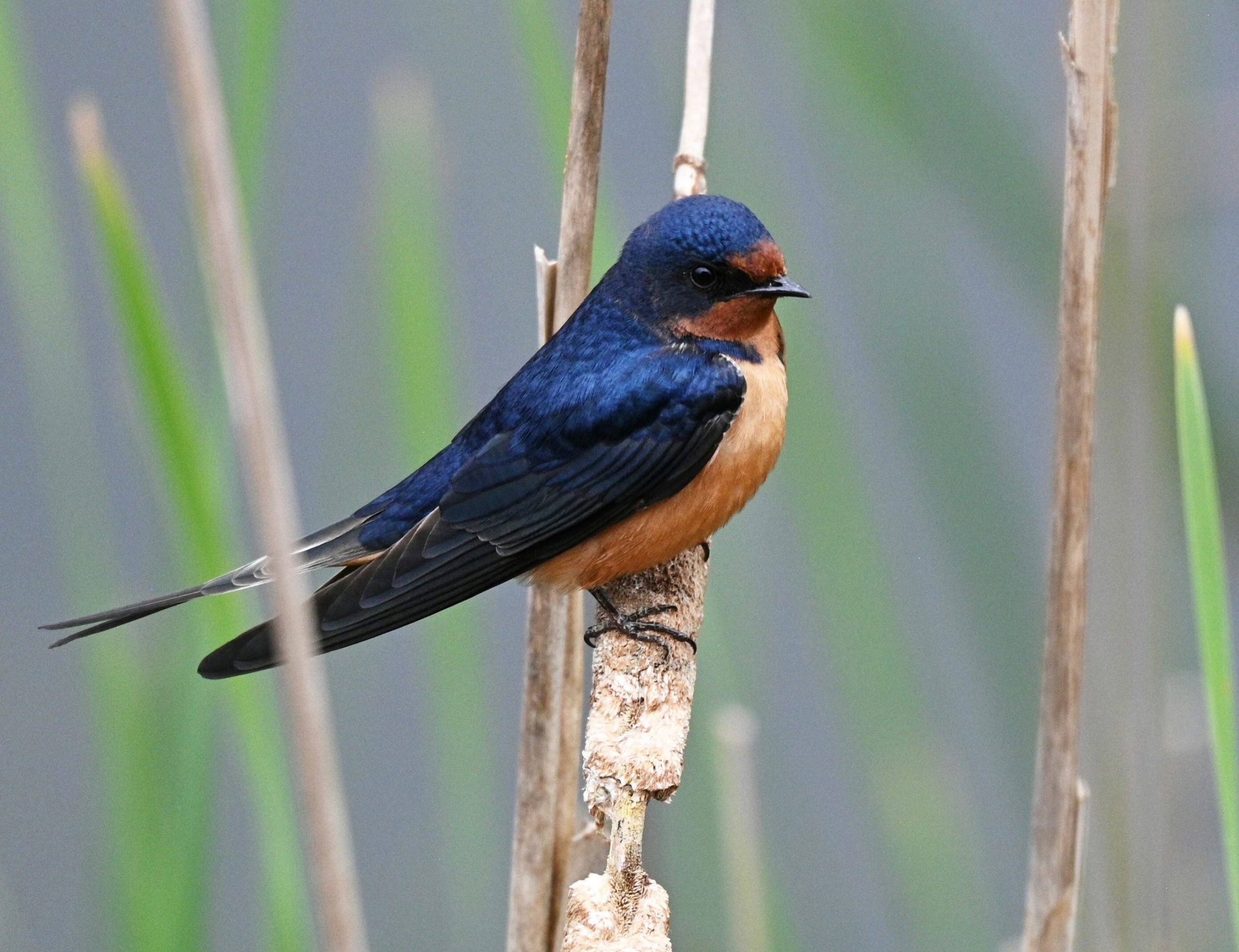 Barn swallow on a reed