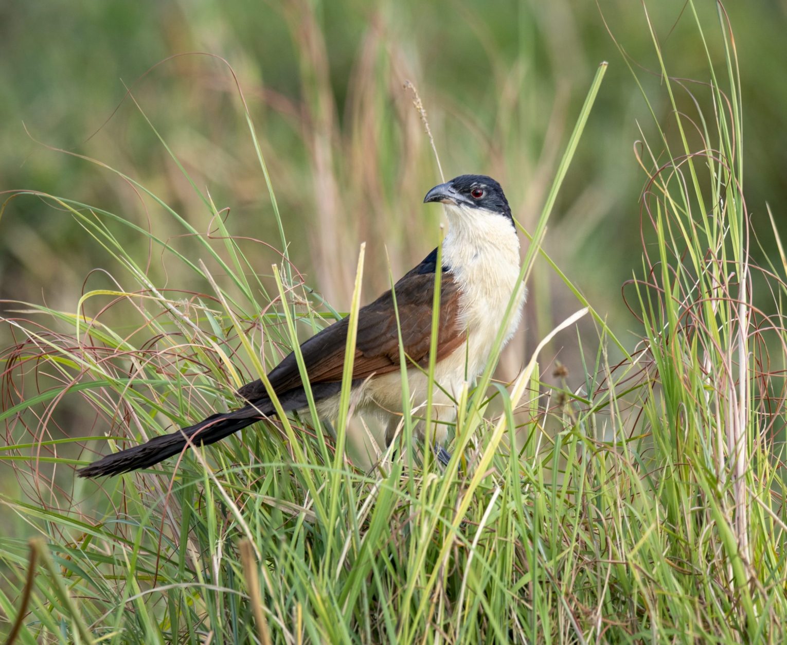 Burchell's coucal, Bird in grass 