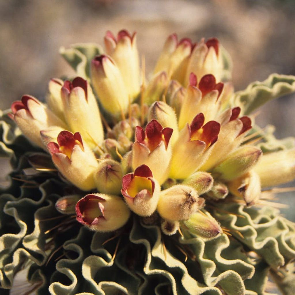 Close up of compound bloom of pachypodium namaquanum, the Halfmens or Elephant's Trunk Plant