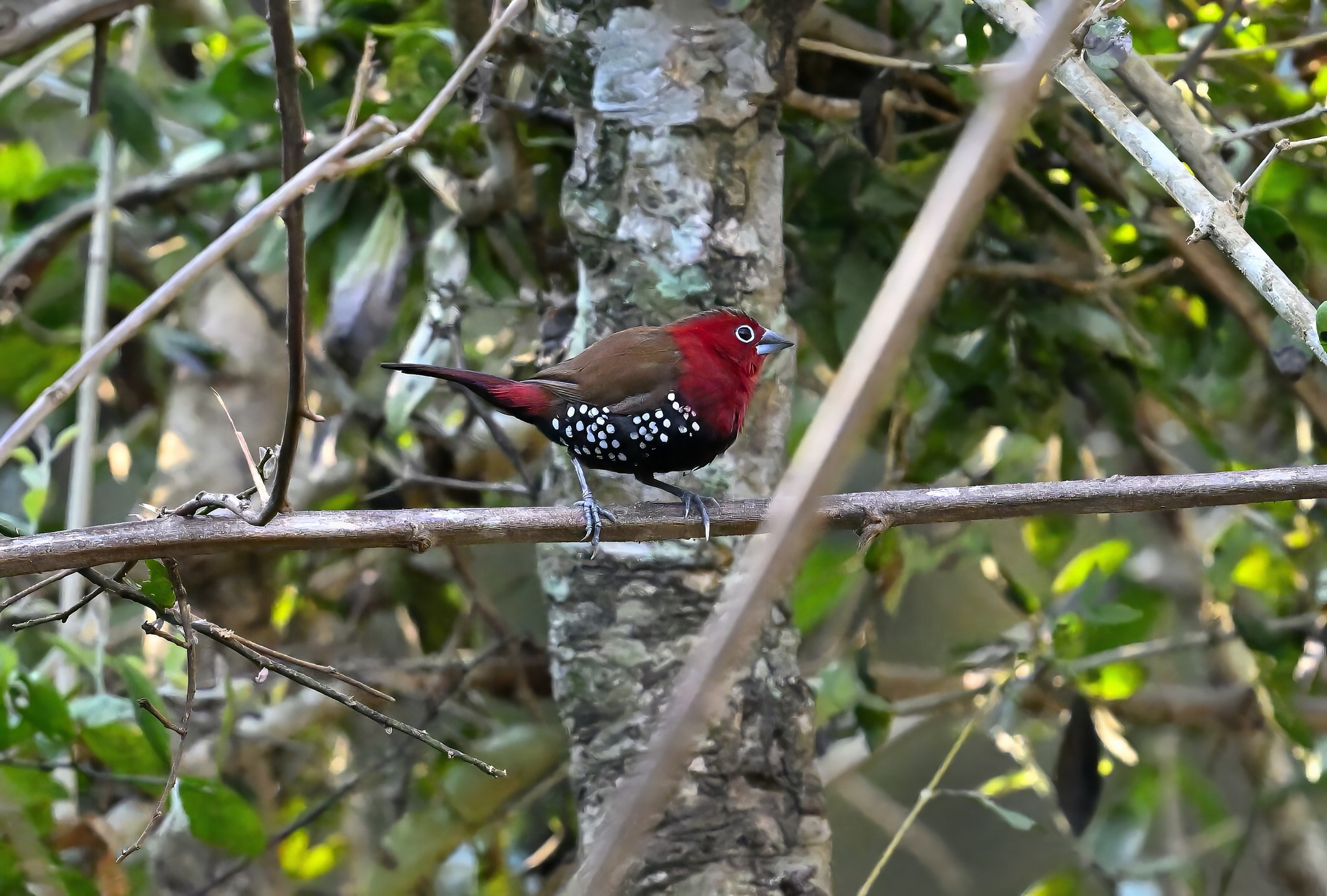 Pink-throated twinspot perched on tree banch