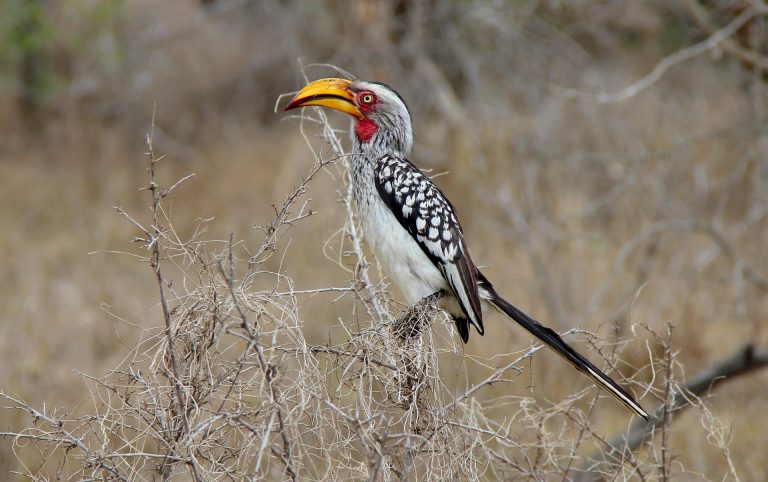 10 best birdwatching sites in South Africa