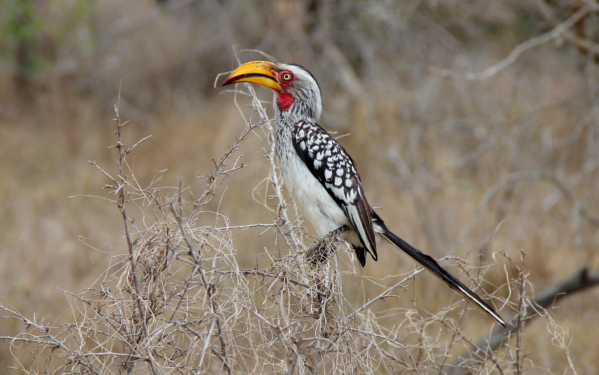 Southern Yellow-billed Hornbill perched on leafless tree in Kruger National Park