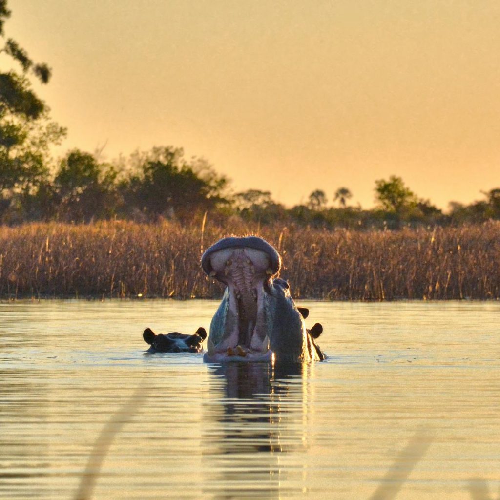 Yawning hippo in Okavango Delta, Botswana