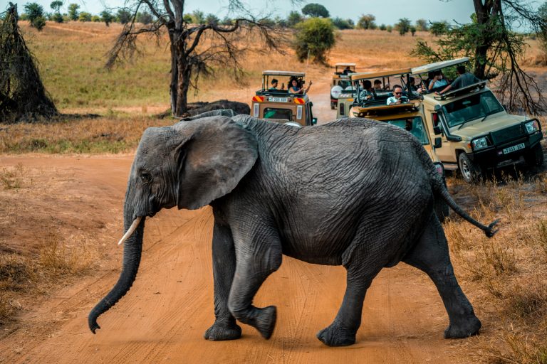What Are the Best African Safaris? The Complete Breakdown of Itineraries, Budgets, and Routes