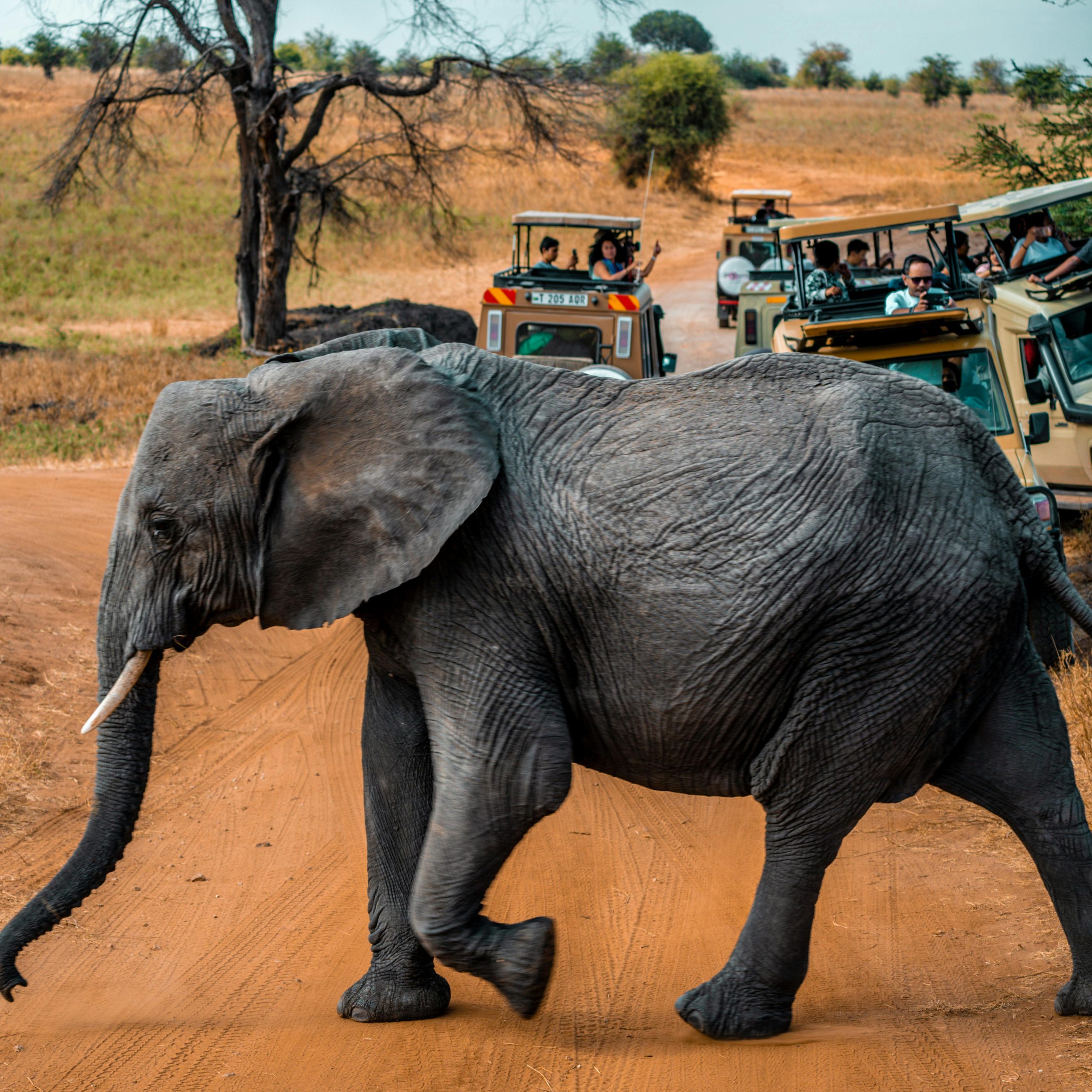 What Are the Best African Safaris? The Complete Breakdown of Itineraries, Budgets, and Routes