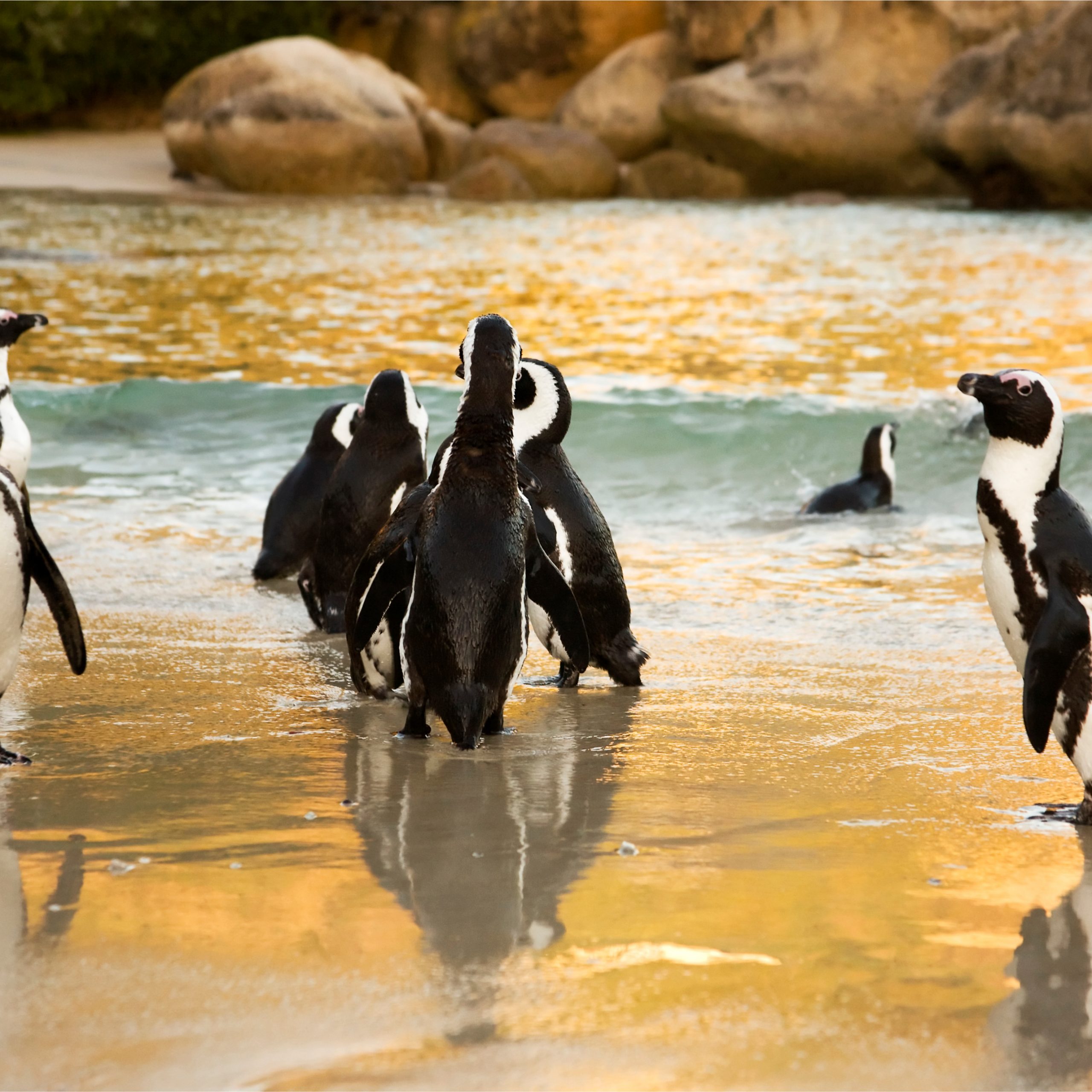 20 Day Cape Town to Victoria Falls Overland Camping Safari (Most Popular) Reviews