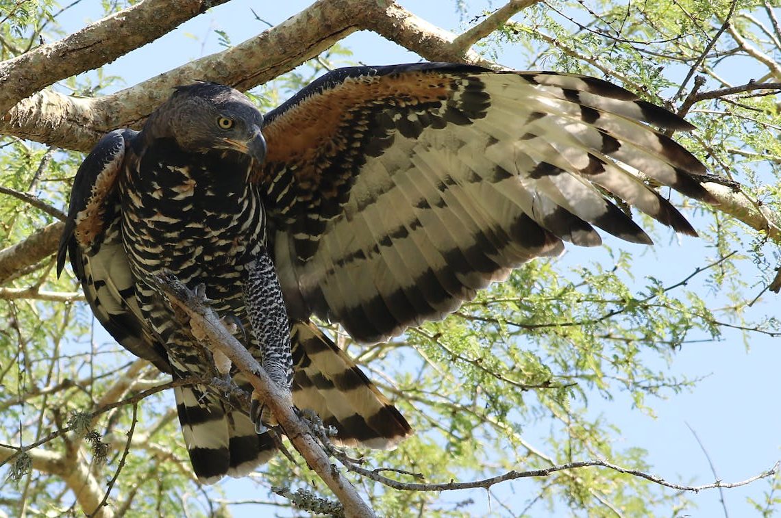 iSimangaliso, South Africa, African Crowned Eagle in Wildlife Habitat