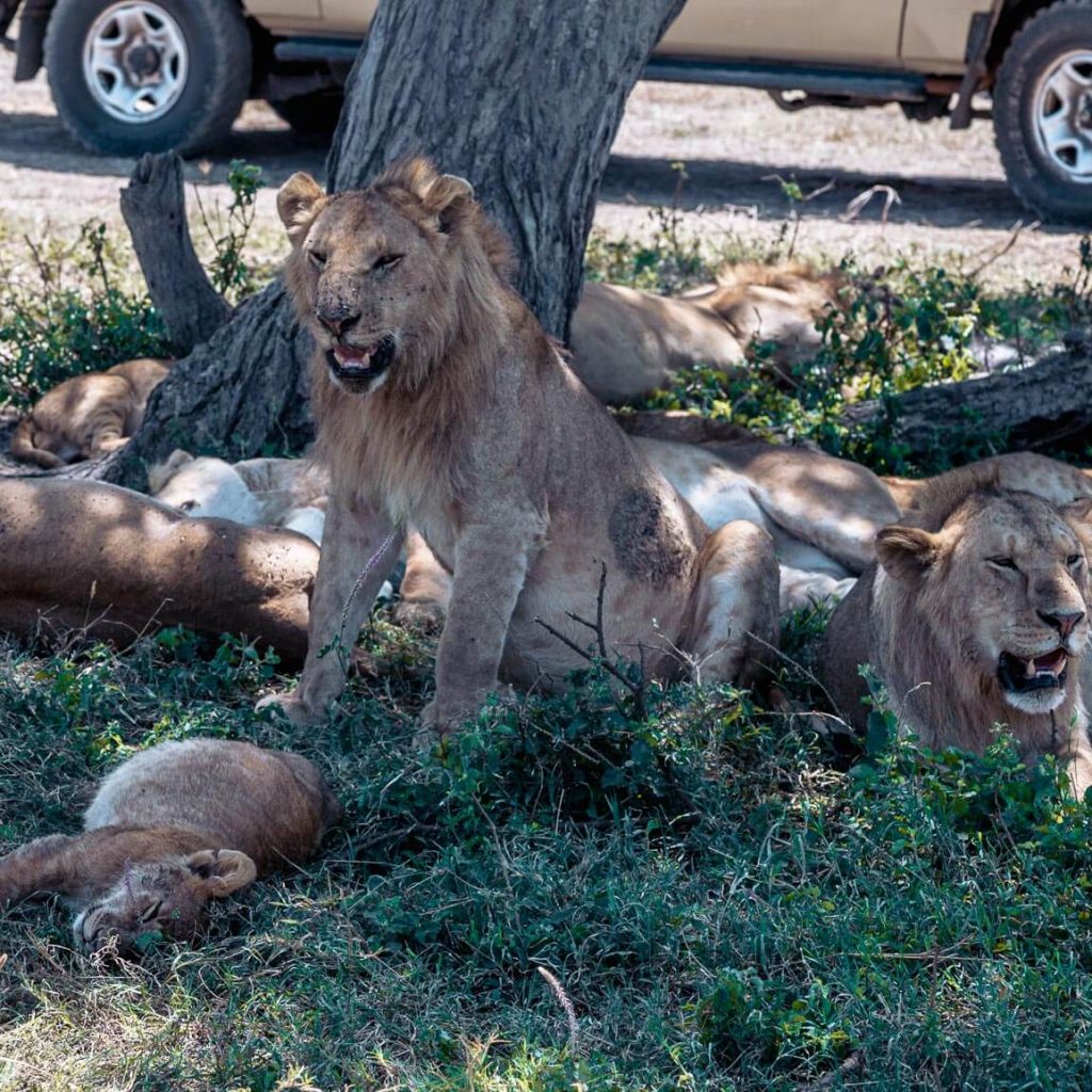lions in the serengeti
