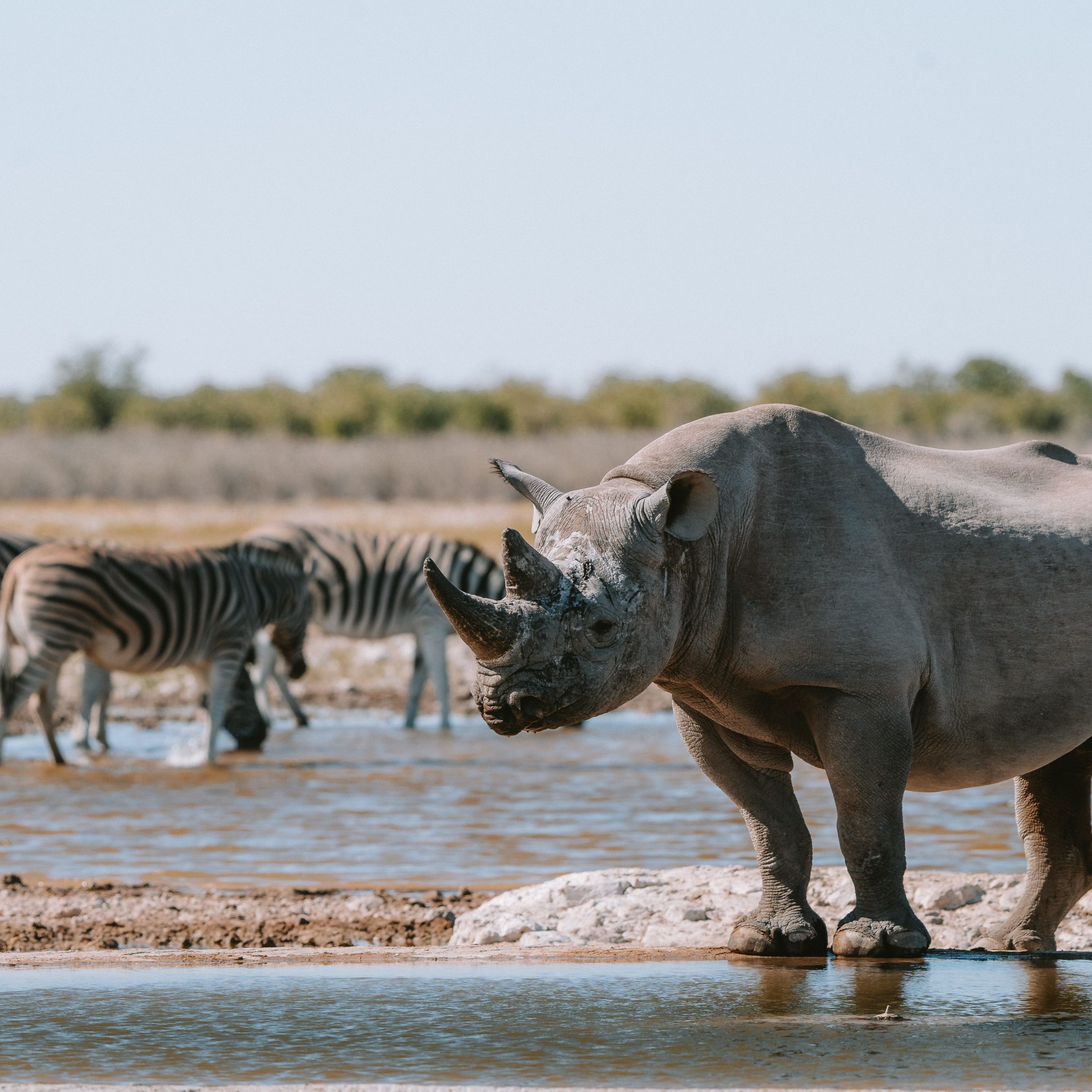 CHAM12NSNH Day 2: Mount Etjo – Okaukuejo – Etosha National Park, Namibia