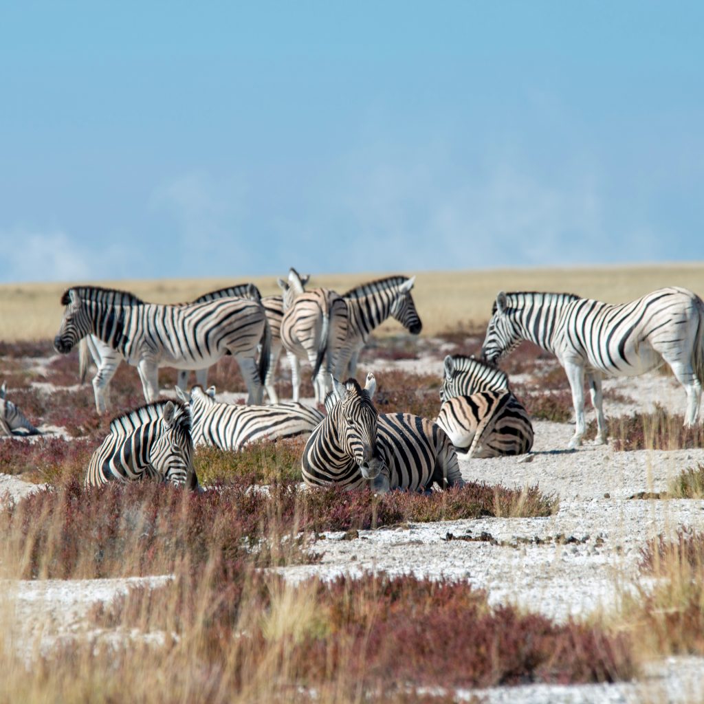 A group of zebras grazing peacefully