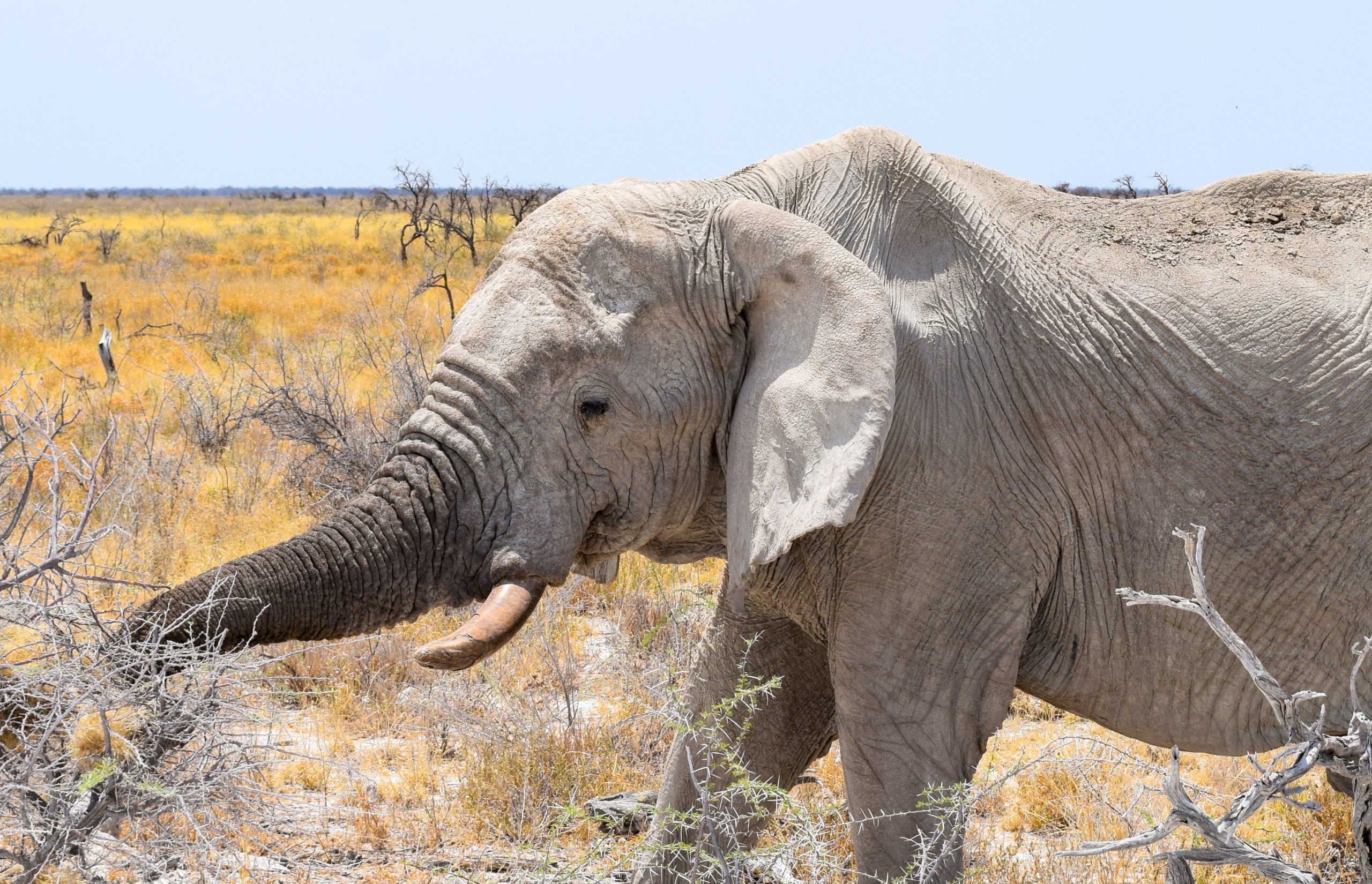 The Ultimate Guide to Etosha National Park