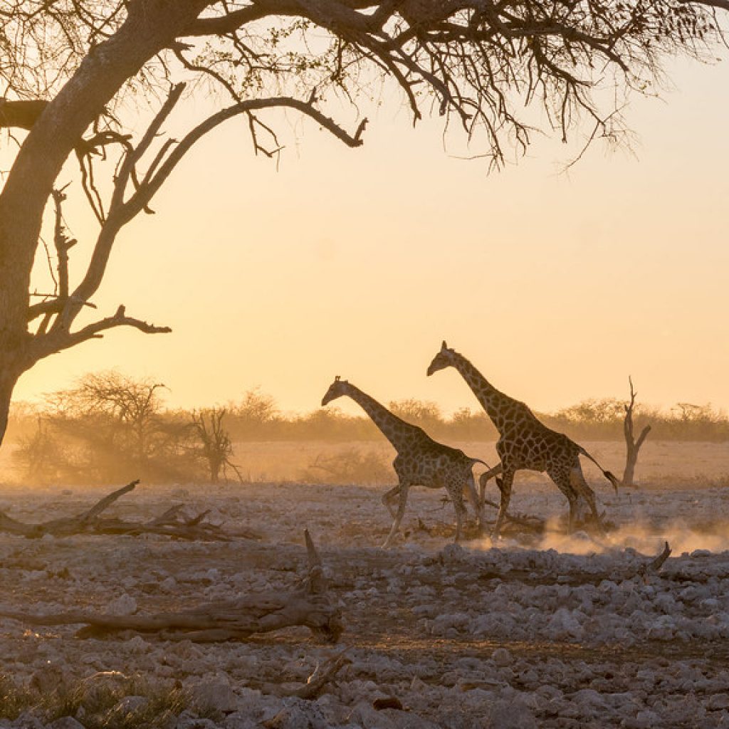 Giraffes at dawn in the salt pan