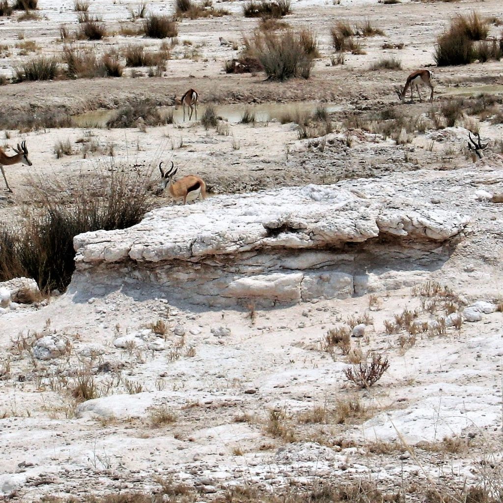 Small waterhole in Etosha
