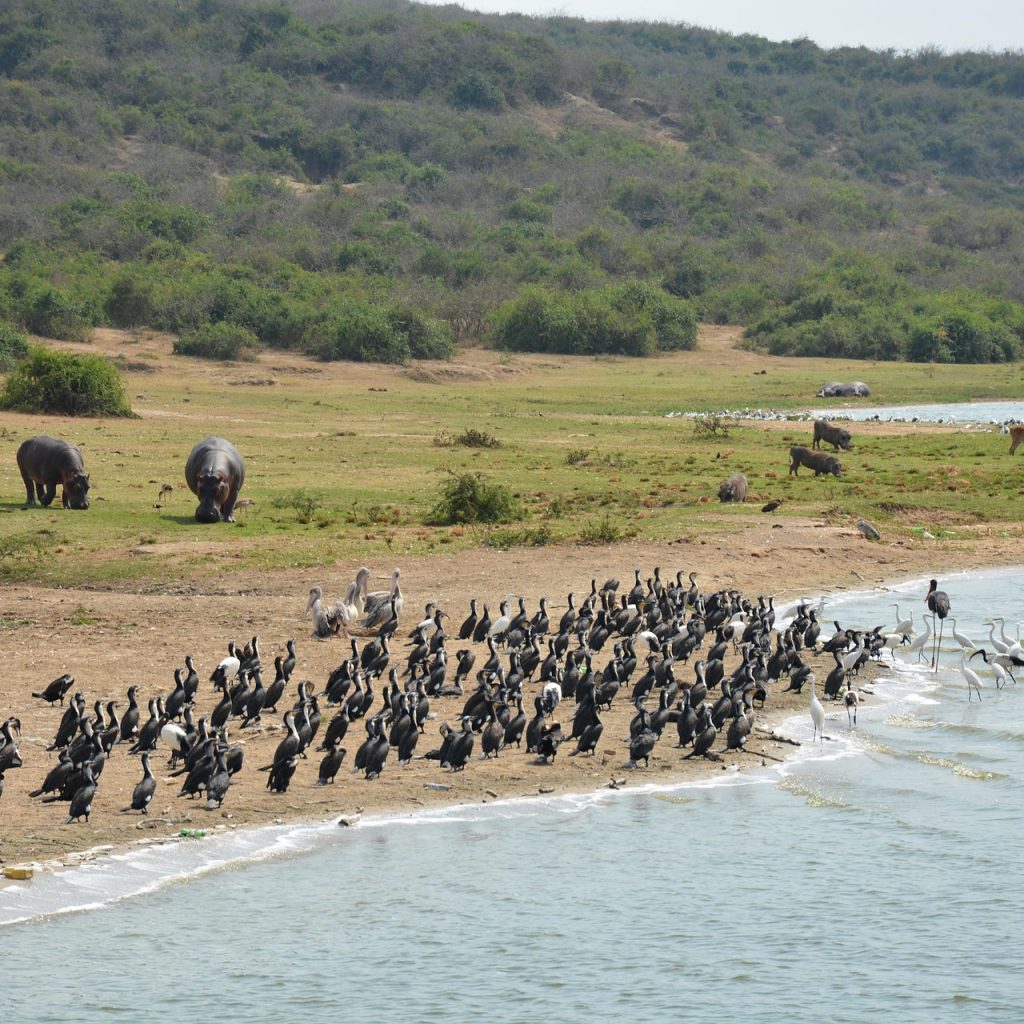 Birds and hippos on riverbank at Kazinga Channel, Queen Elizabeth National Park