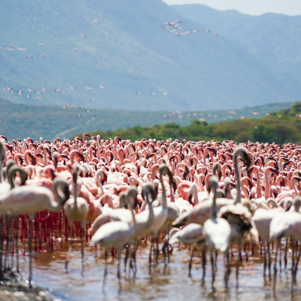Flamingoes on Lake Bogoria with escarpment in background of East African Rift Valley
