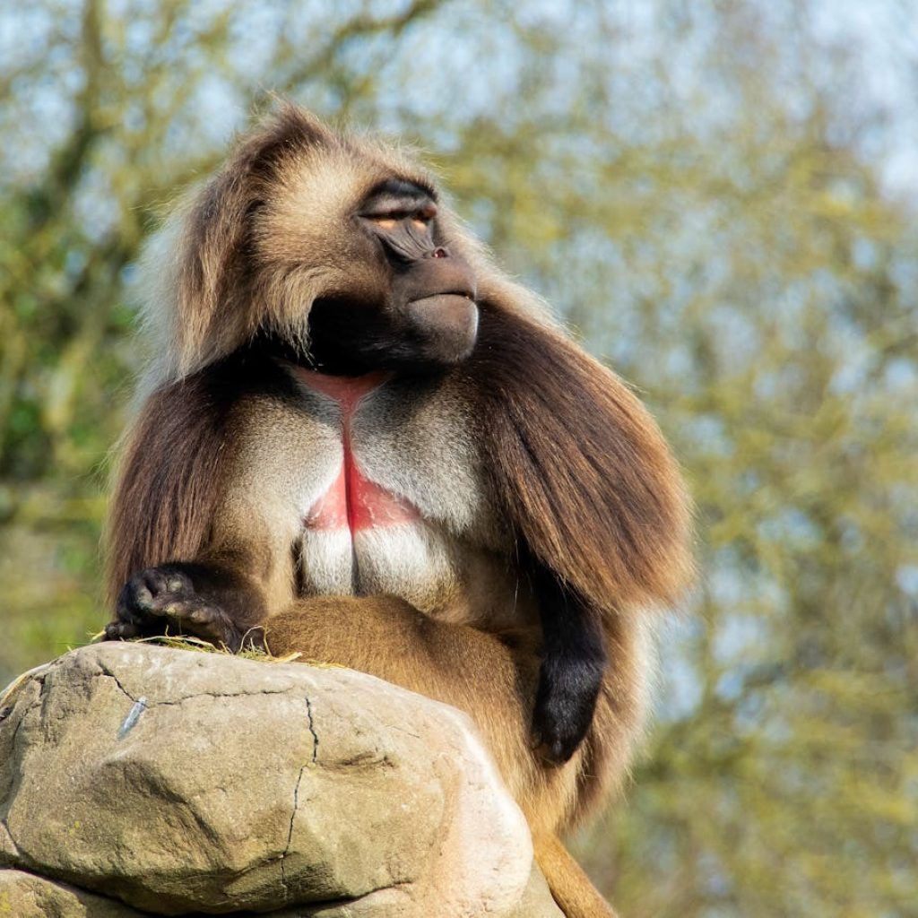 Gelada Baboon, Ethiopian highlands(1)
