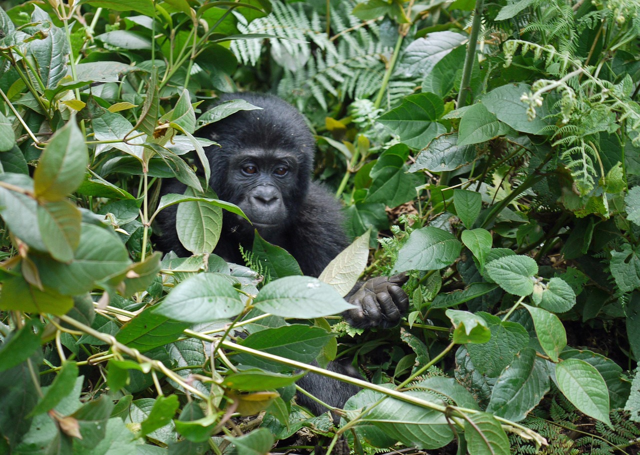 Infant mountain gorilla seated in jungle, Great Rift Valley