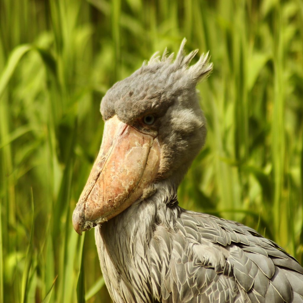 Shoebill stork, Uganda