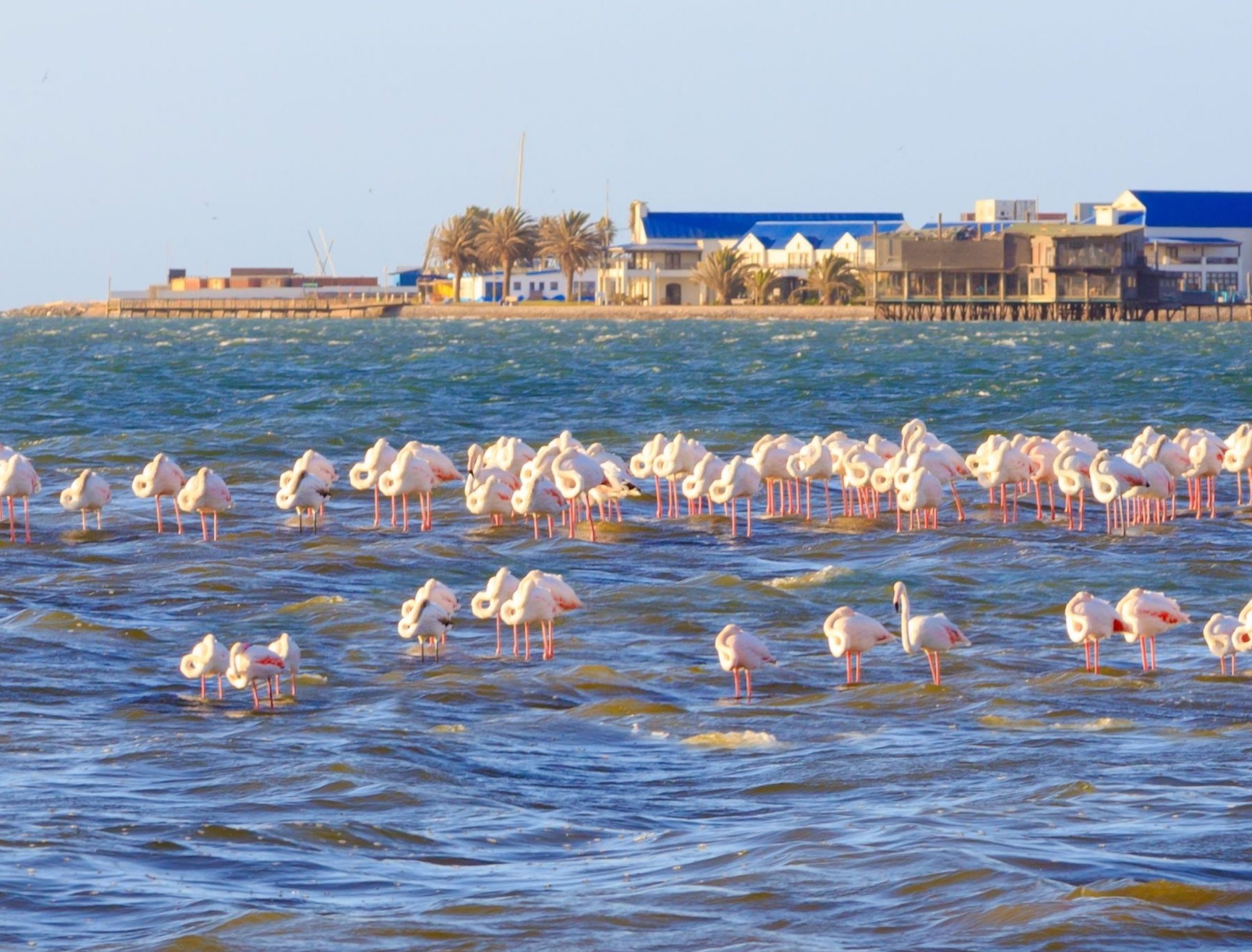 Walvis Bay pelicans