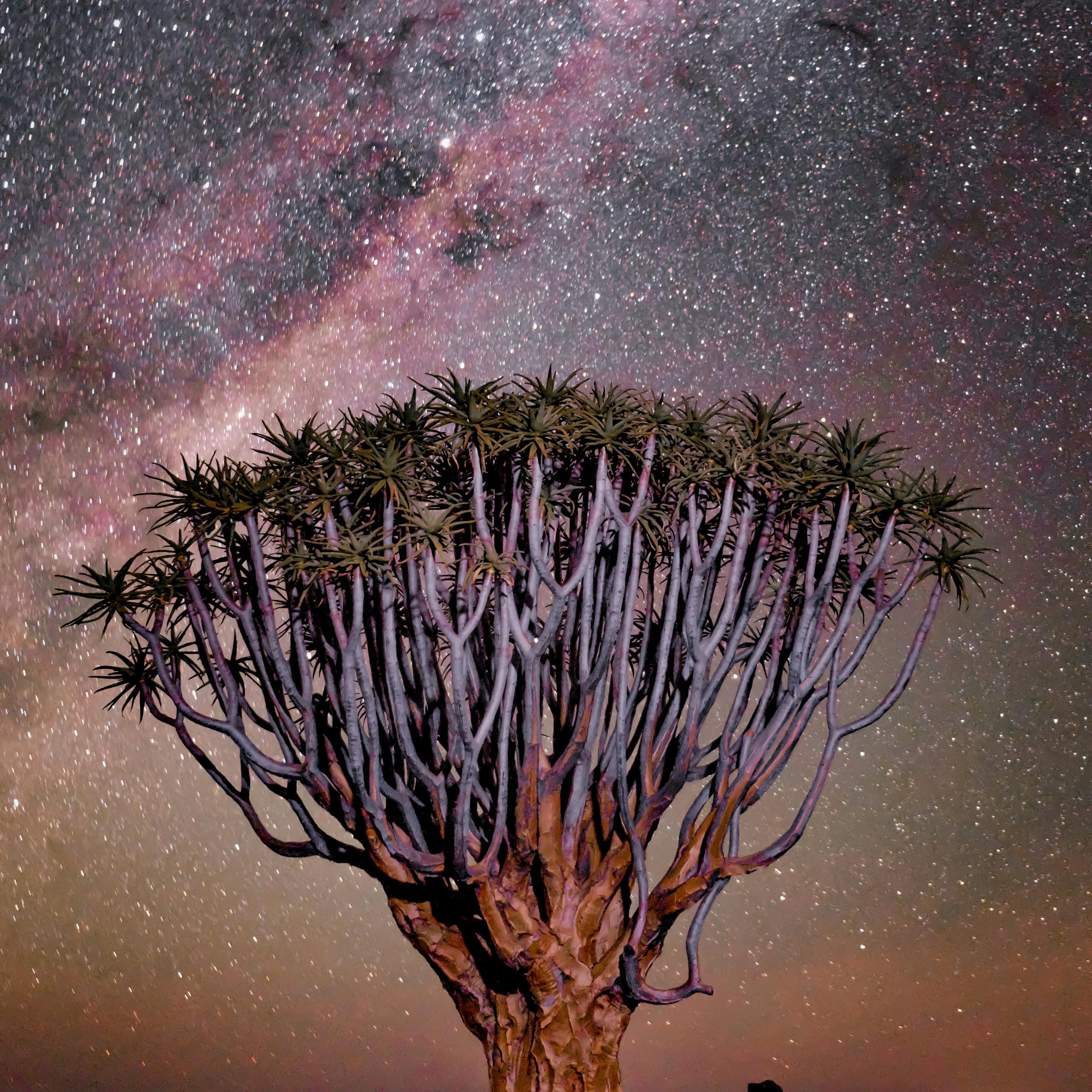 13 Day Cape Town to Namibia Safari
