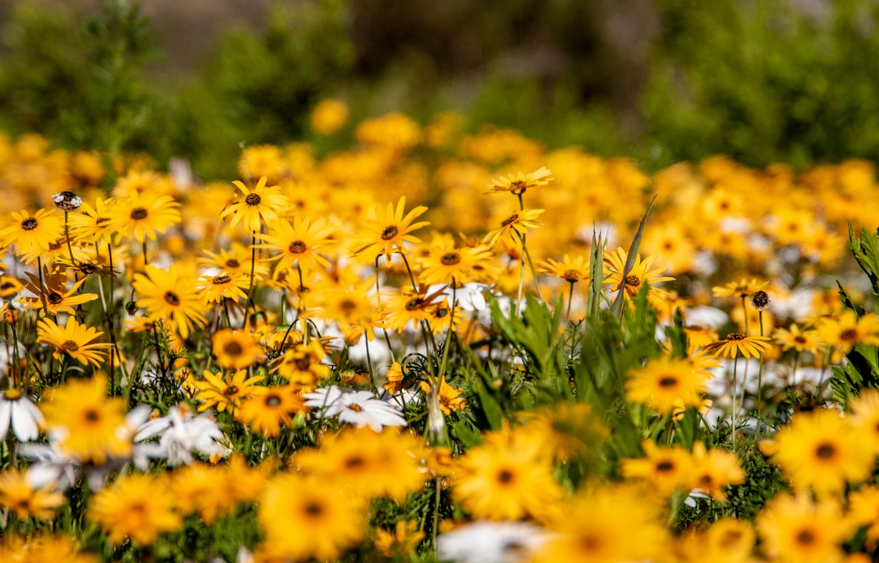 Close-up of daisies field, Clanwilliam