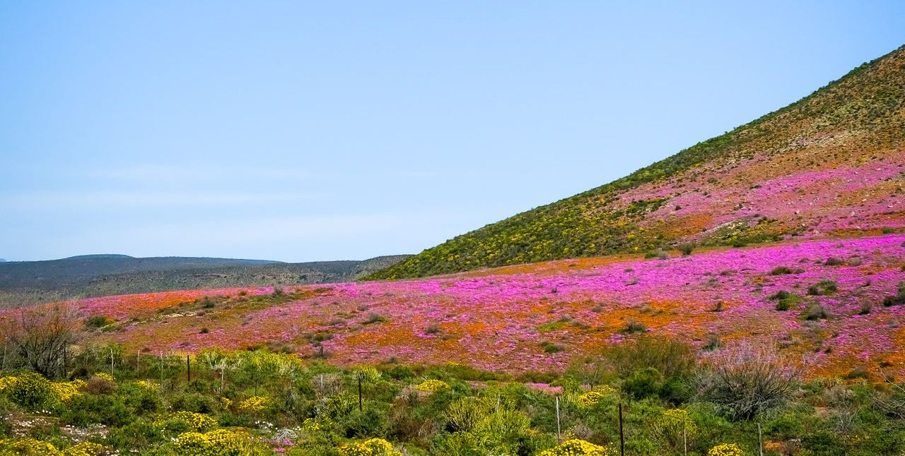 Colourful flowers Namaqualand
