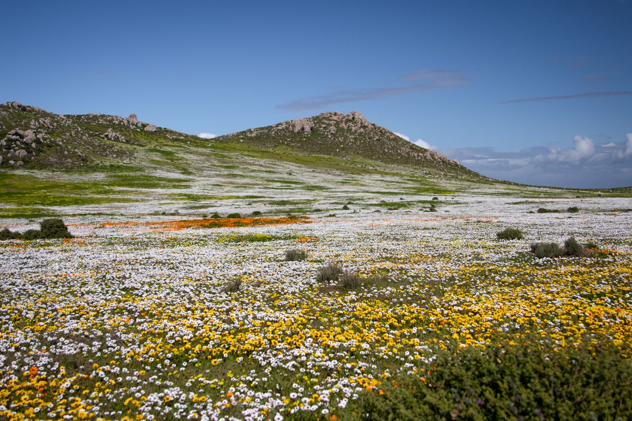 Wildflowers of :west Coast National PArk