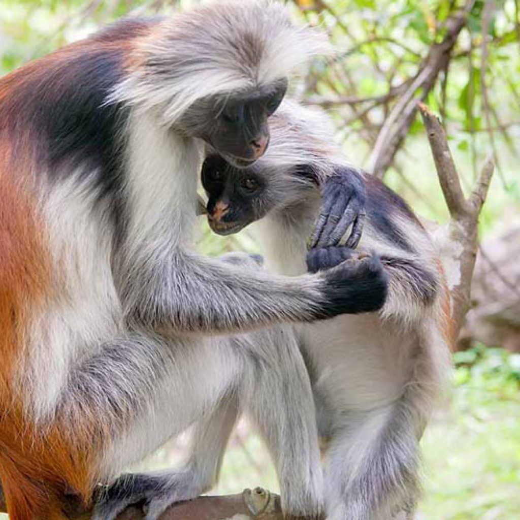 Red Colobus Monkey Zanzibar