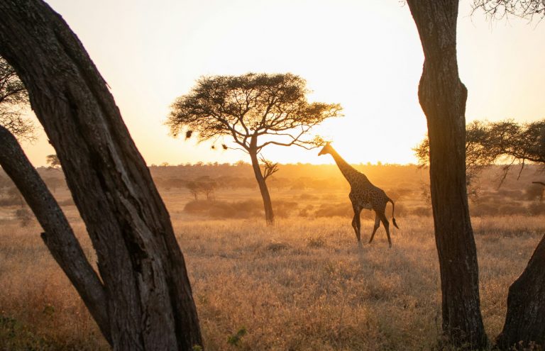 The Magic of Tanzania: Your Ultimate Guide to an East African Adventure