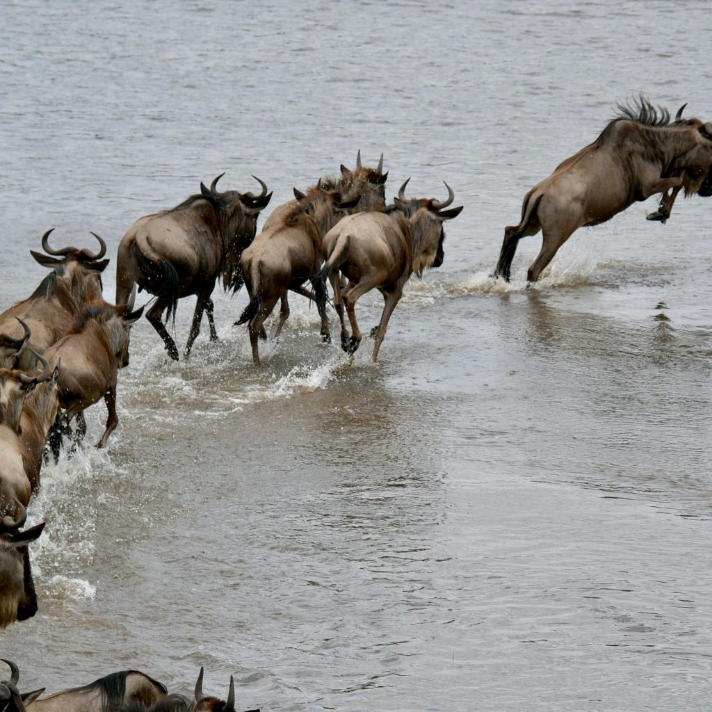 Wildebeest crossing during the Great Migration