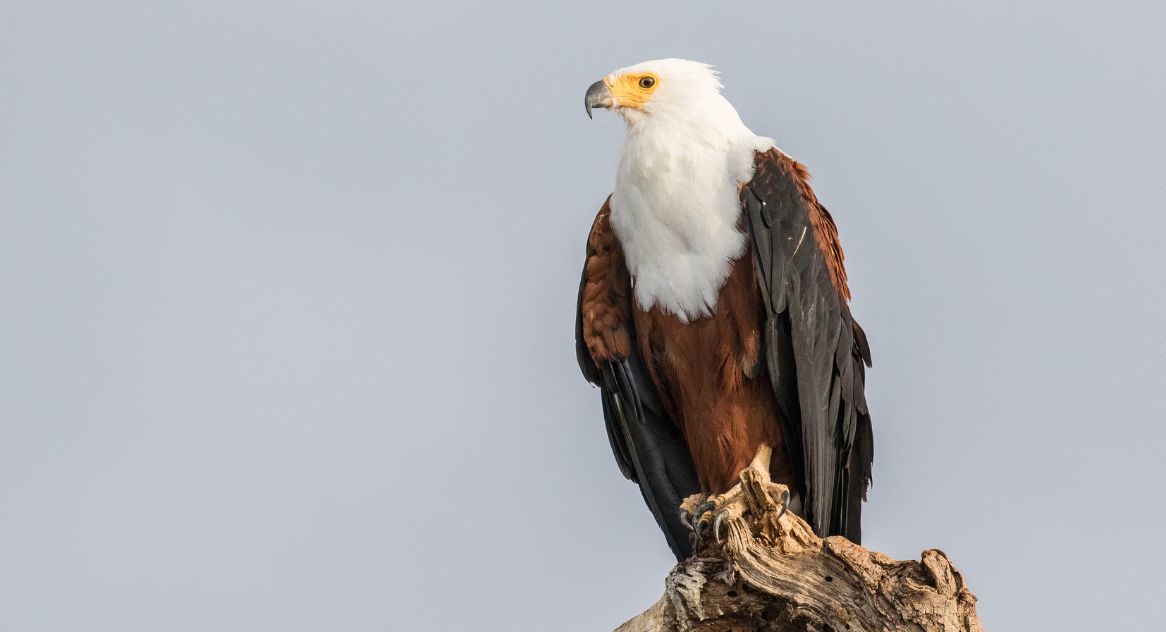 Seated African fish eagle