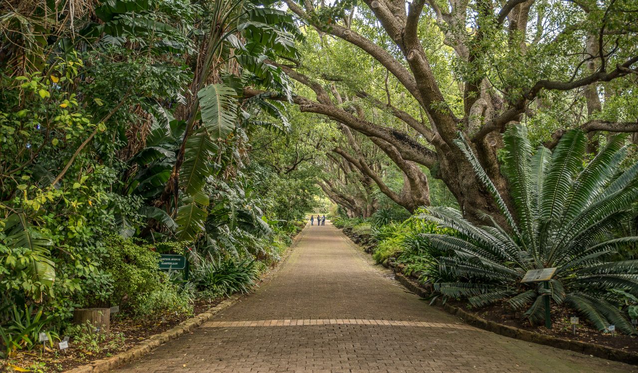 Durban Botanic Gardens pedestrian road arched by trees