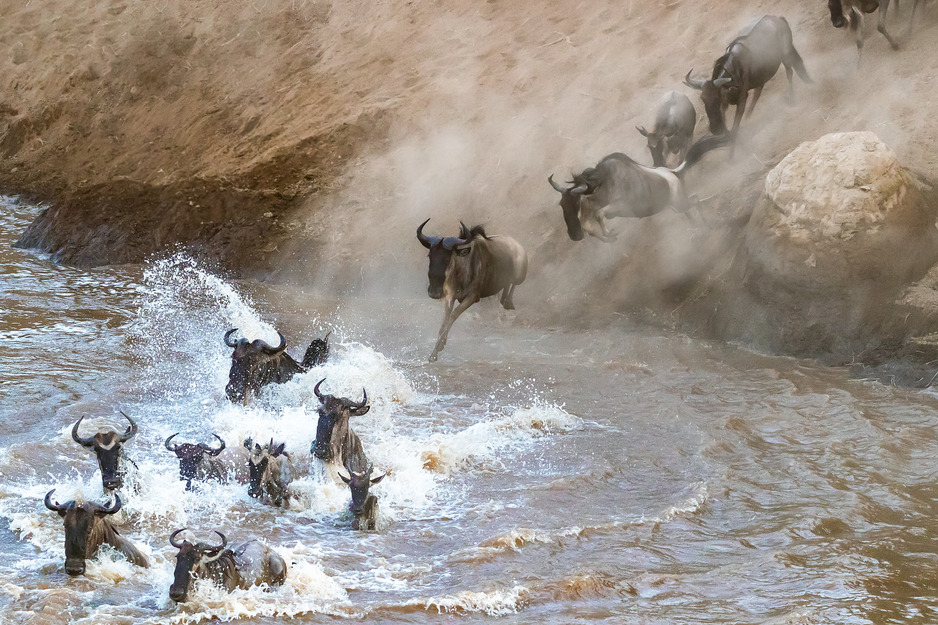 wildebeest-crossing-the-mara-river-during-the-great-migration