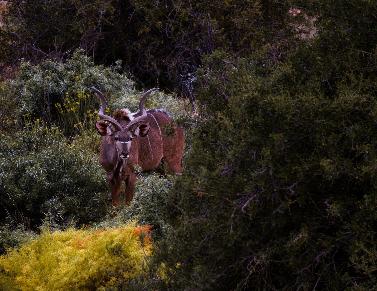 Kudu in thicket, safari near Cape Town