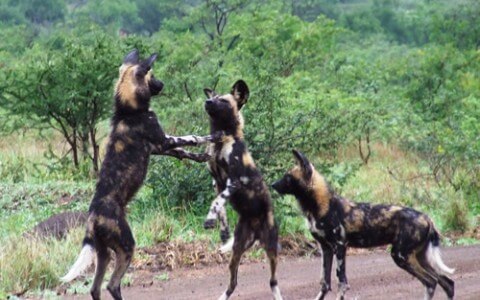 wild_dogs__hluhluwe