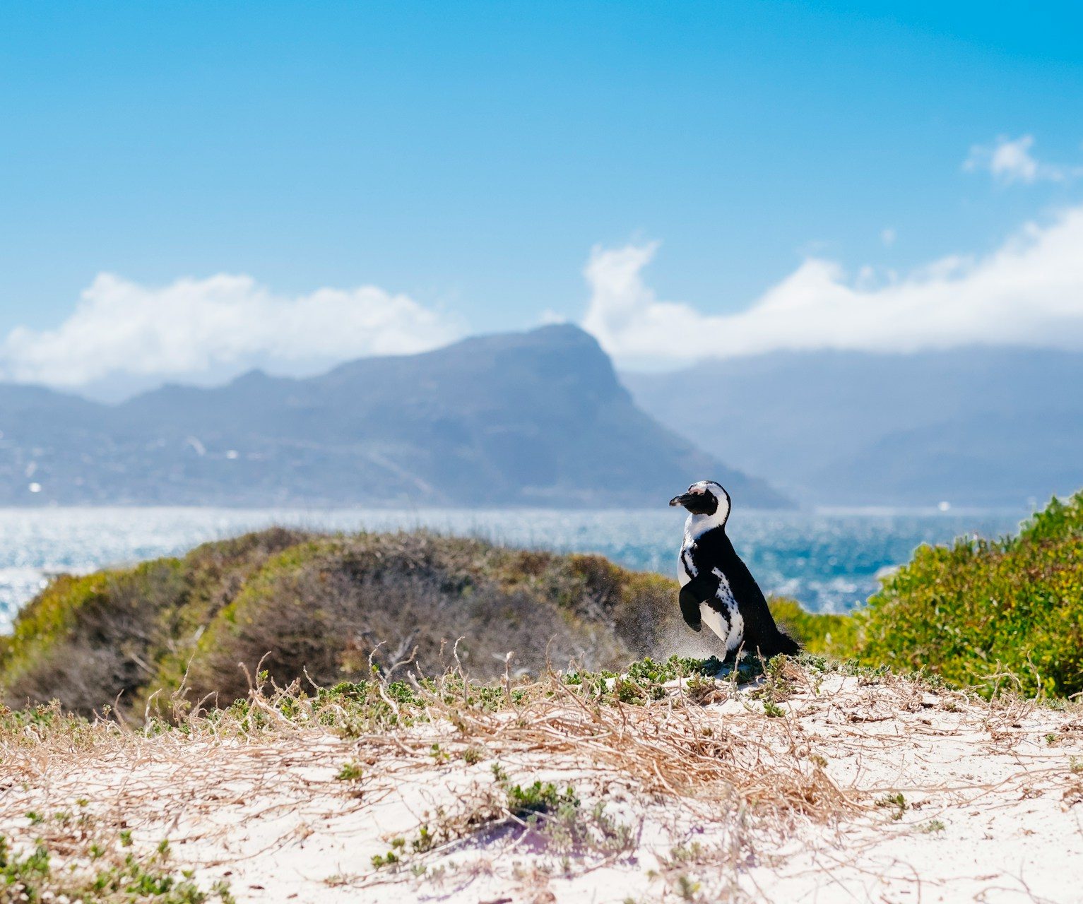 African penguin on Boulders Beach with False Bay in background