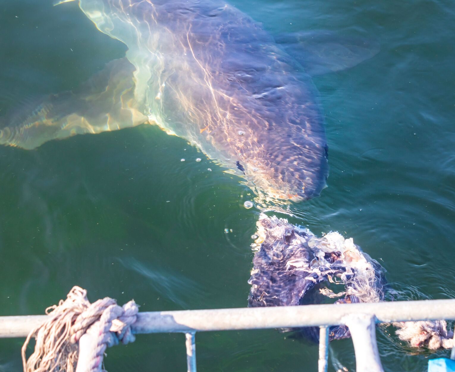 Chum being fed to great white shark off side of boat with diving cage