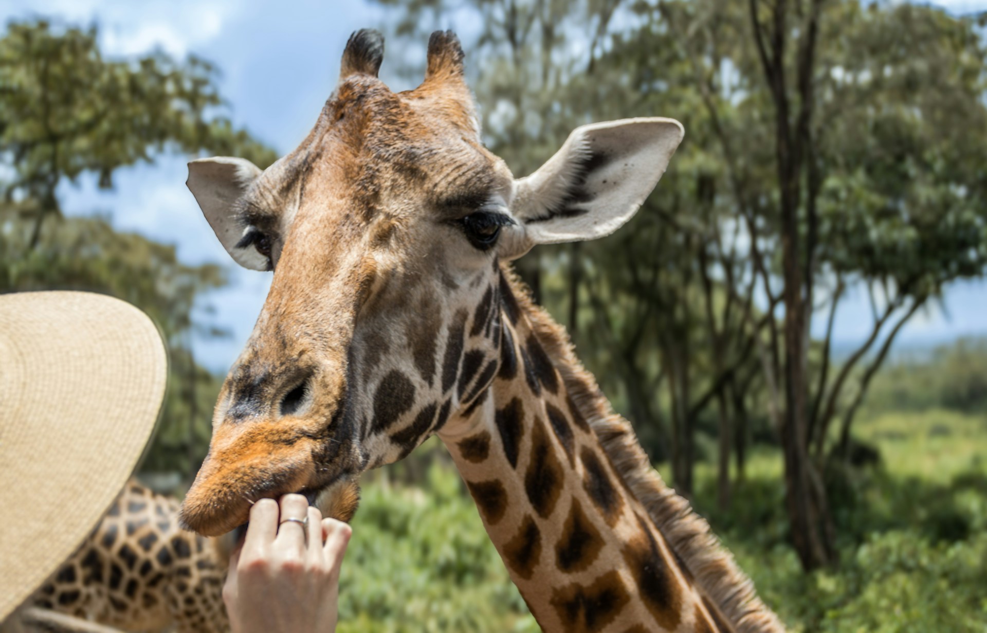 Feeding giraffe at Giraffe Manor in Nairobi