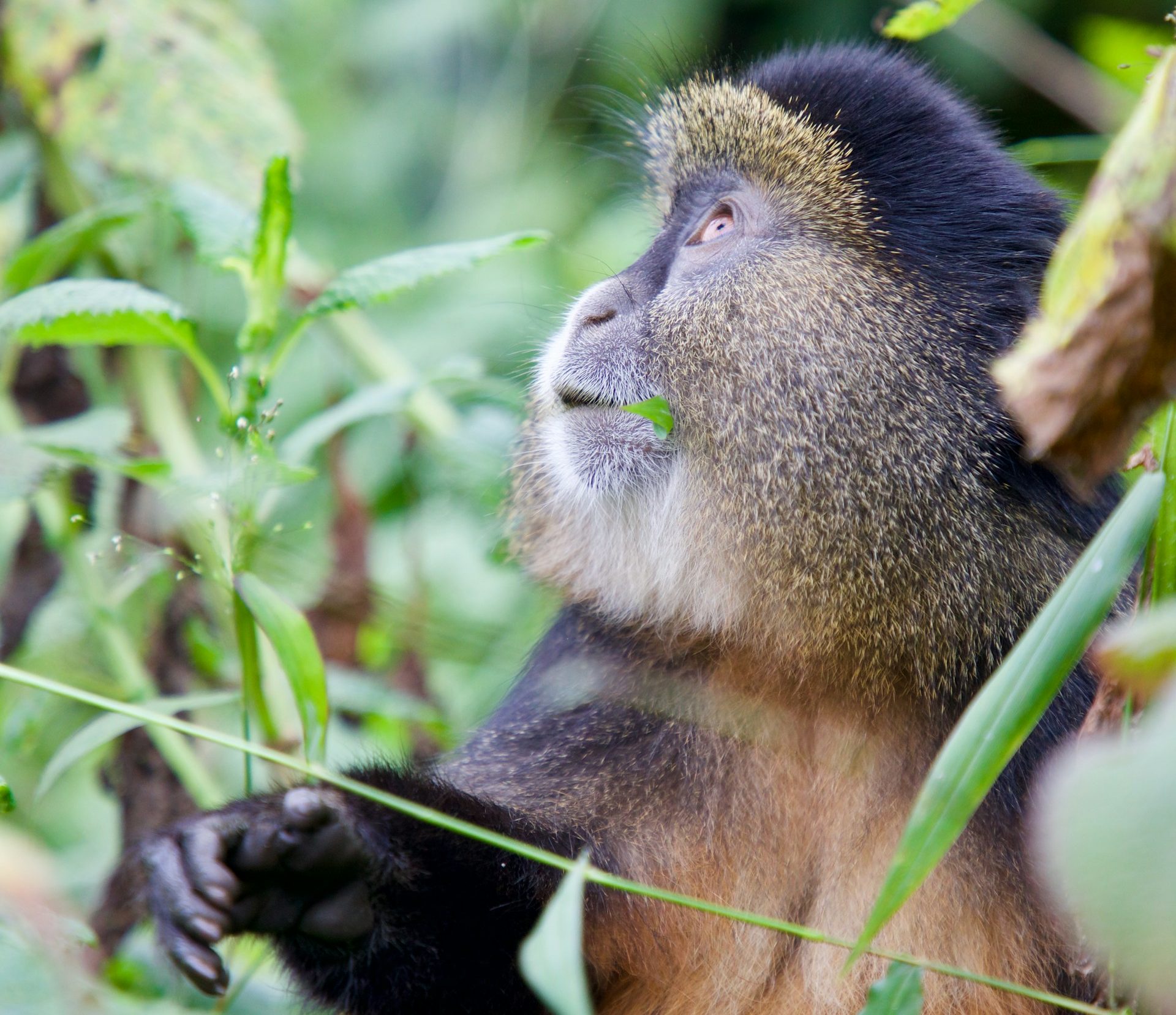 Golden monkey close-up