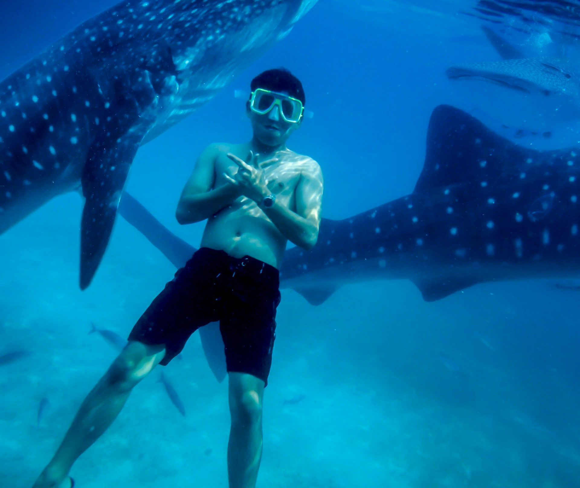 Man swimming with whale sharks