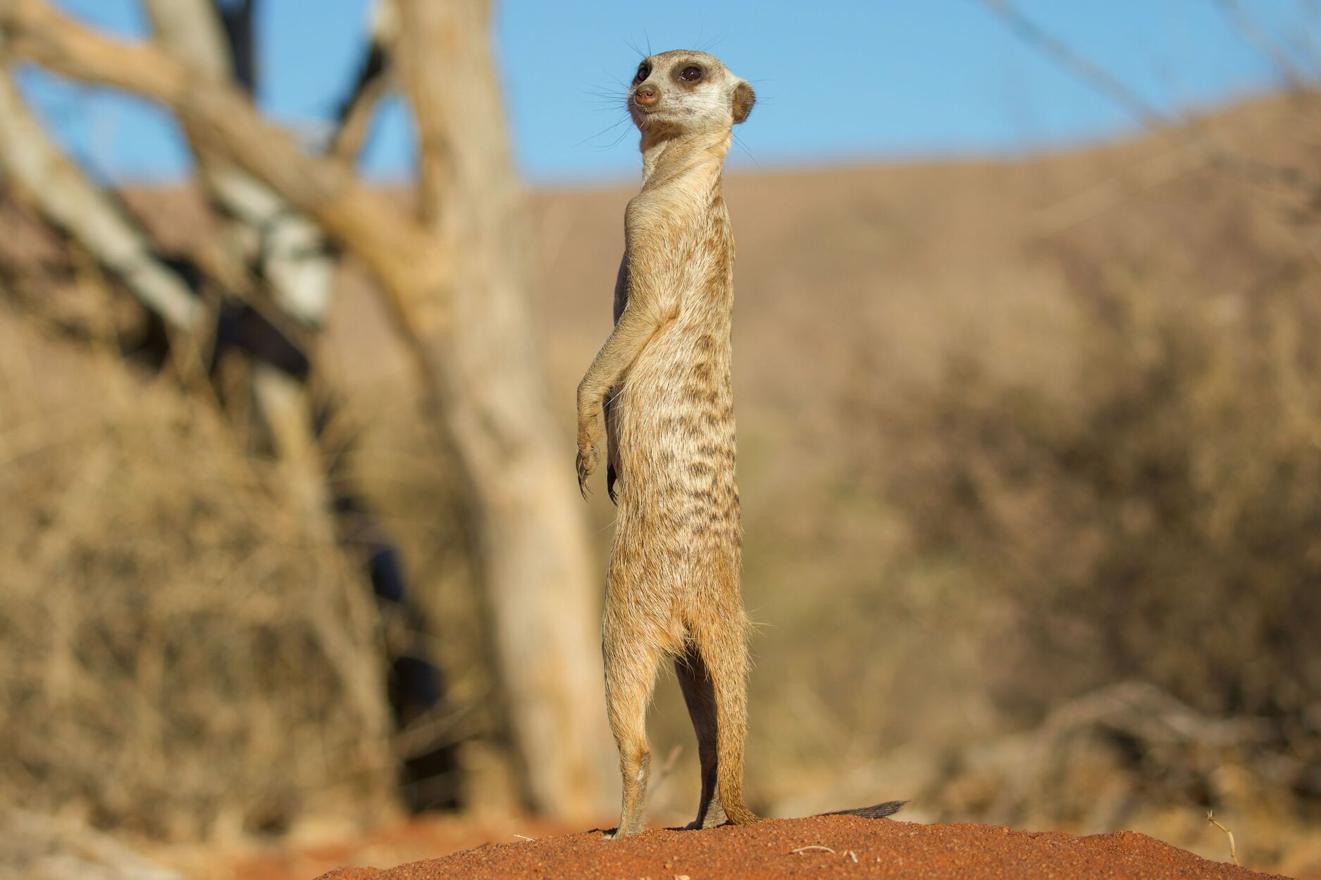 Meerkat standing on hind legs, at attention, in Tsawlu Reserve, northern South Africa, private game reserve wild animal encounter