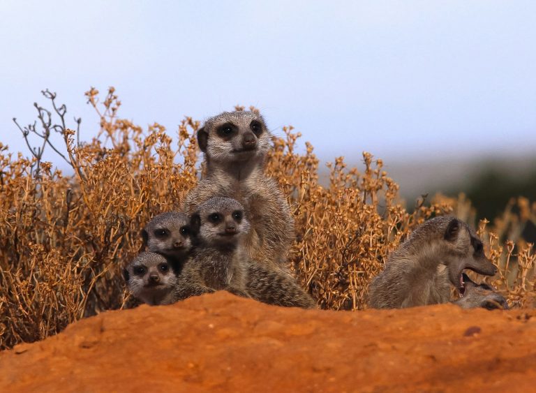 Close encounters with wild animals in Africa that are safe and ethical