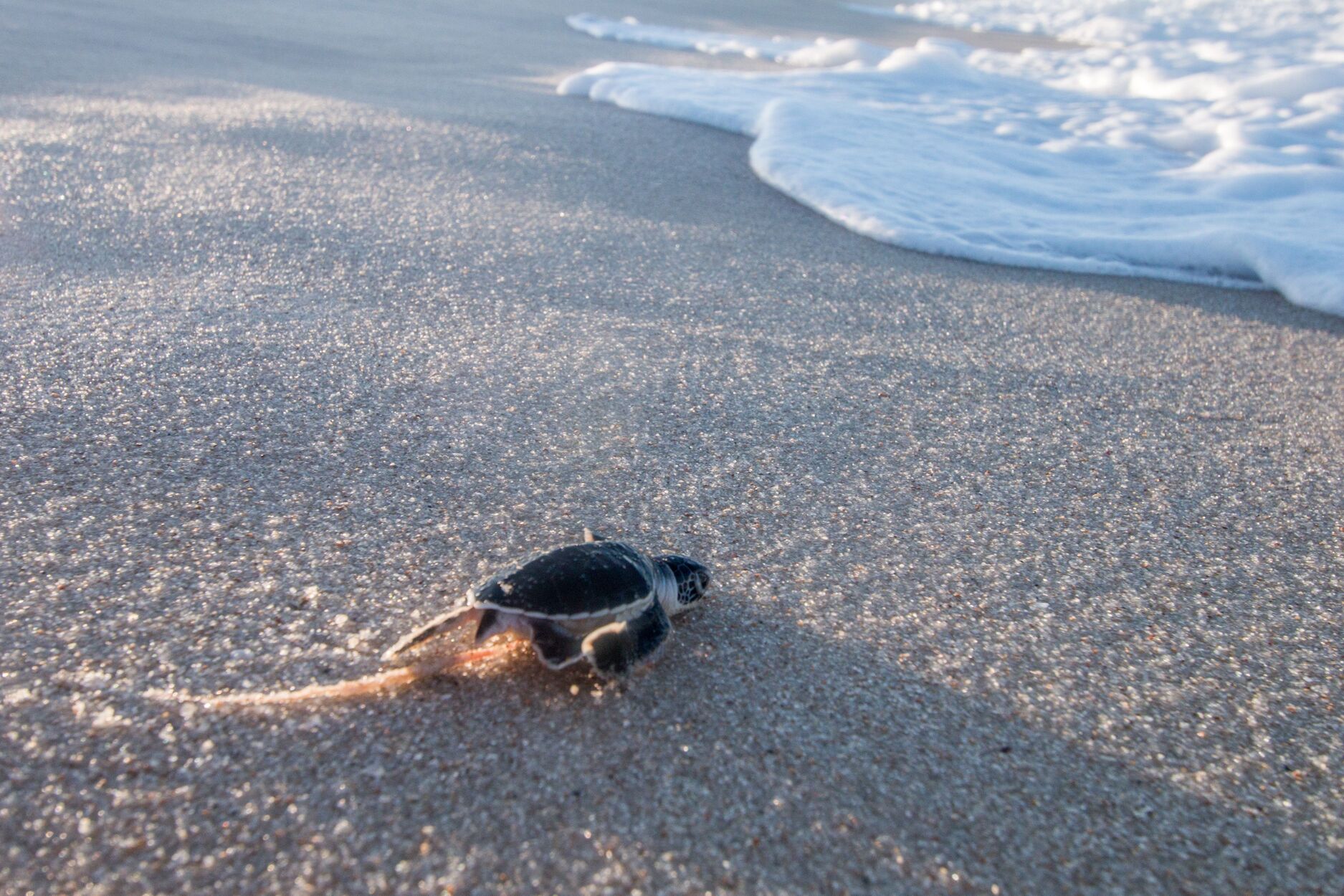 Turtle hatchling heading alnog sand towards surf line, East African coast wild animal encounter