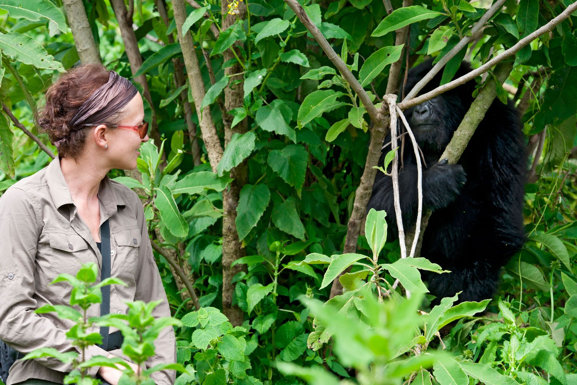 Woman in safari shirt and red glasses seated in thick jungle looking at a small mountain gorilla partially hidden from view by vegetation, gorilla trekking adventure and close animal encounter
