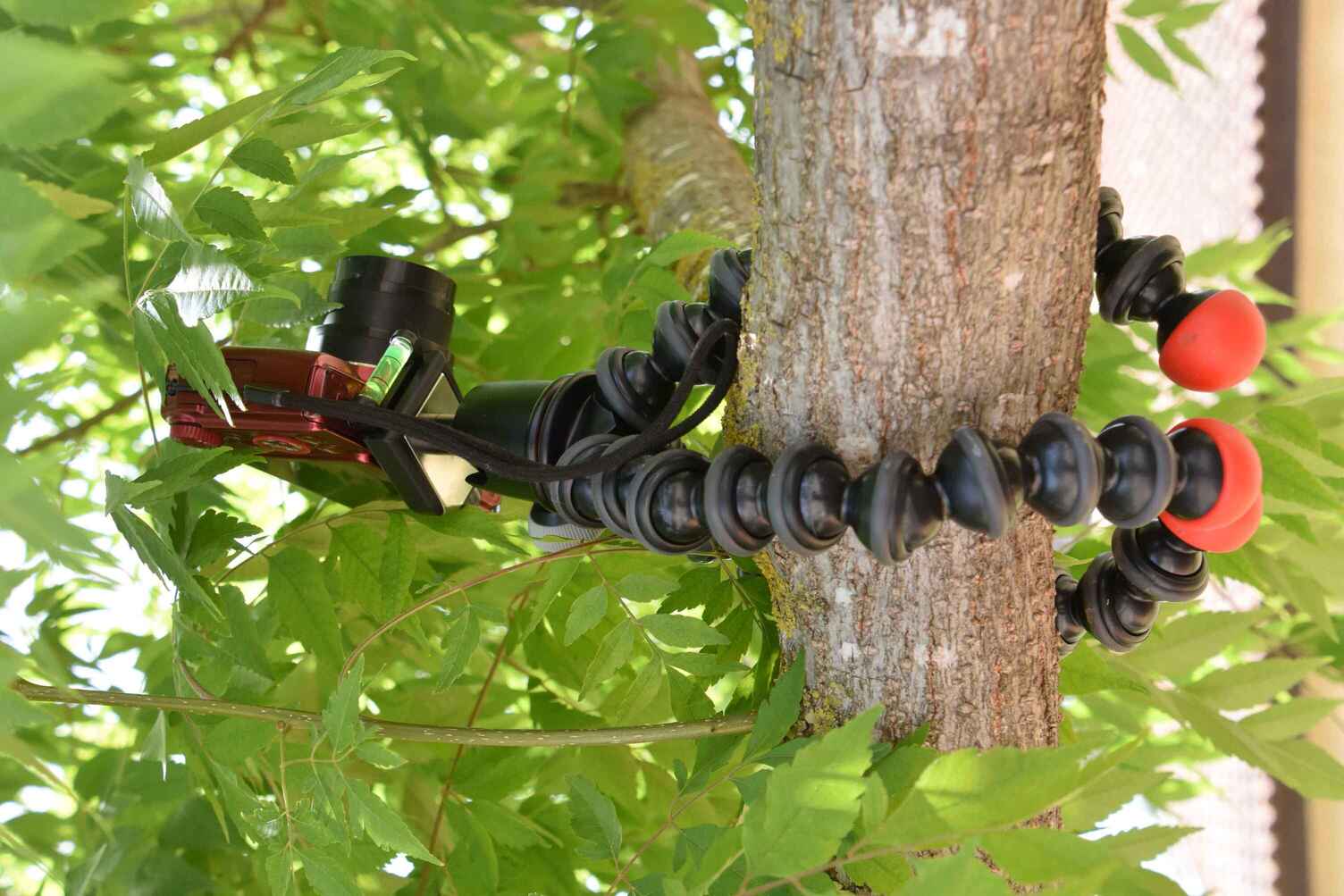 flexible tripod wrapped around tree trunk