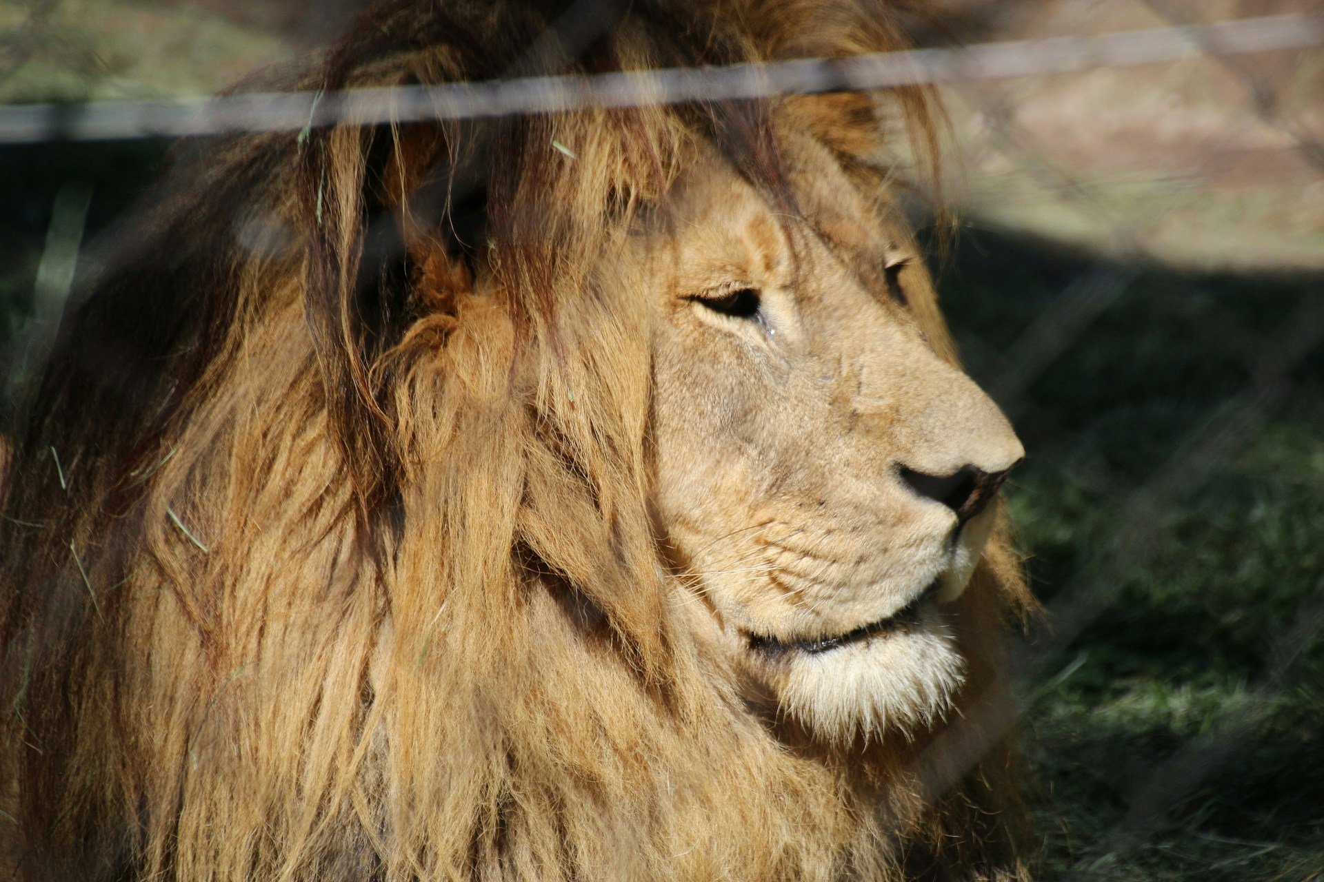 majestic male African Lion in the Jukani Wildlife Sanctuary