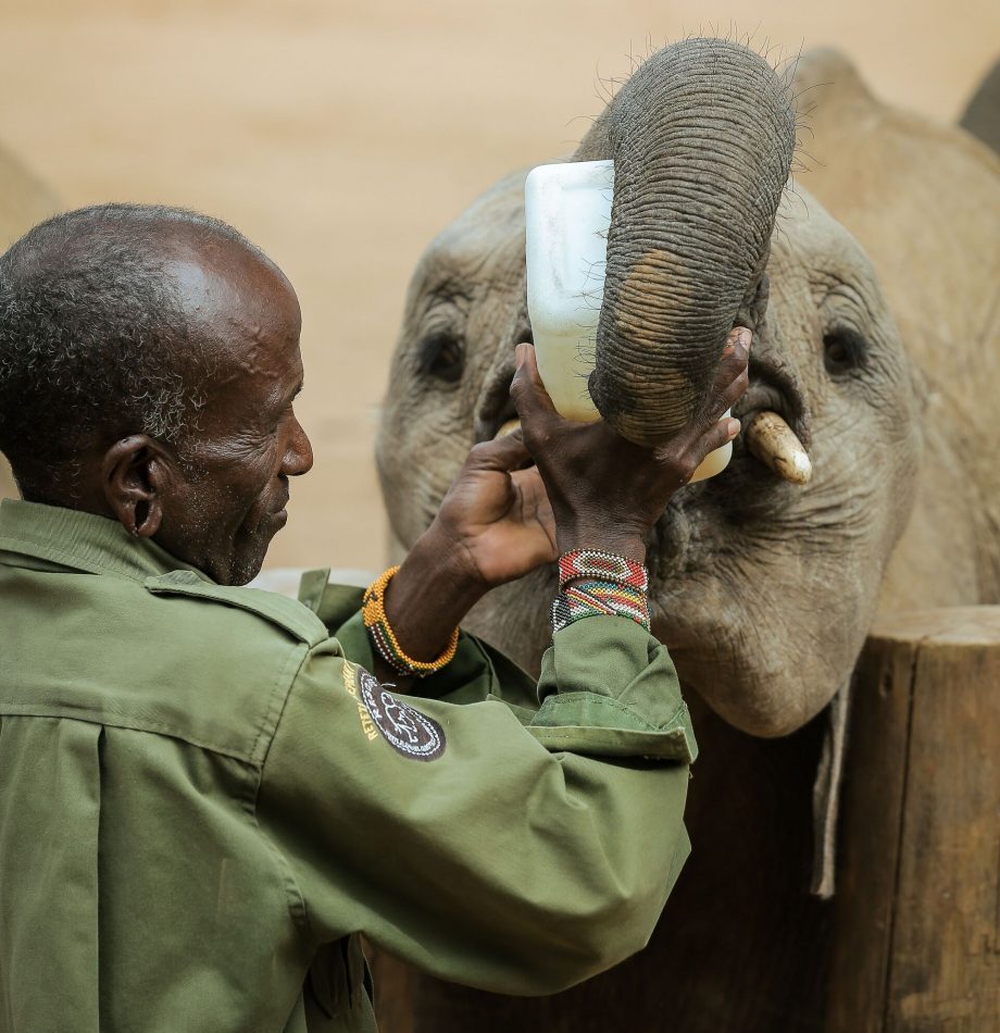male caregiver feeding elephant calf milk from bottle at Retiti Elephant Sanctuary in Samburu, Kenya