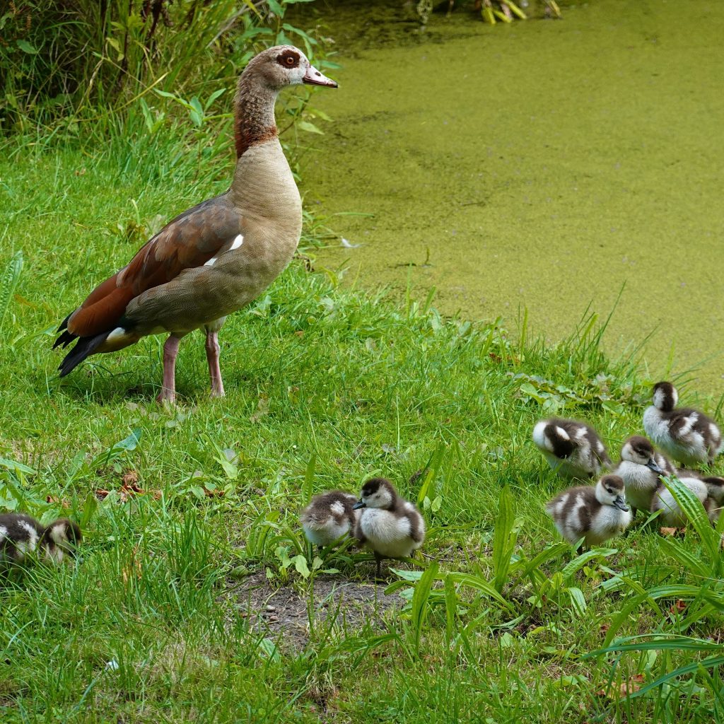 Egyptian geese