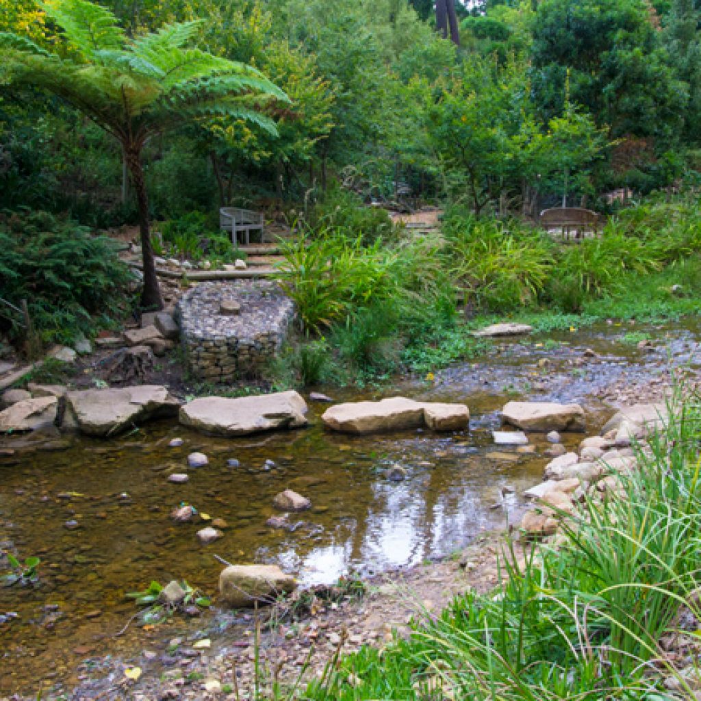 Newlands Forest
